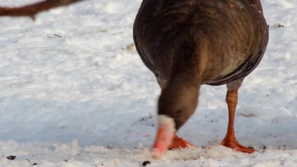 Ganso Selvagem Frente Branca Pastoreia Neve Anser Albifrons — Vídeo de Stock