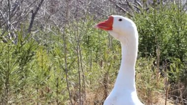 Evcil bir beyaz kaz kafasını doğal yeşil bir arka planda döndürür..