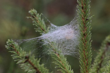 Ağın üzerindeki çiy damlaları ladin dallarına uzanıyor..