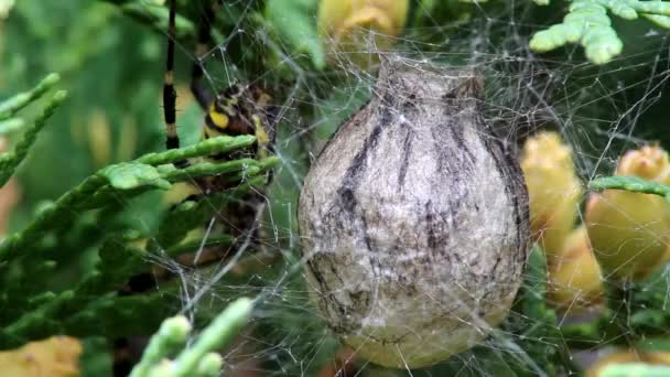 西洋のトゥヤの小枝の網の中のスズメバチのクモの繭 Argiope Brenichi — ストック動画