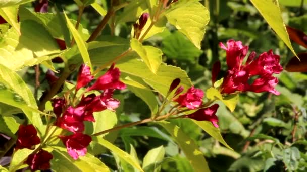 Een Takje Veigela Aurea Met Goudgeel Blad Felroze Bloemen — Stockvideo