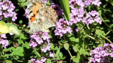 Kelebek hortumuyla mor kekik çiçeklerinden nektar toplar..