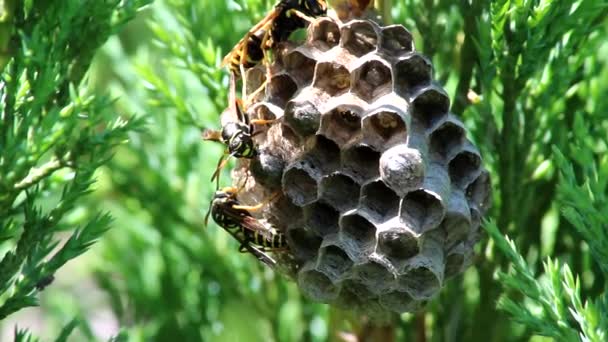 Rodina Vos Hnízdě Visí Větvičce Kozáckého Juniora Malý Vánek Rozčeří — Stock video