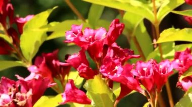 Veigela Aurea 'nın parlak pembe çiçekleri altın sarısı yapraklarıyla meltemde sallanıyor..