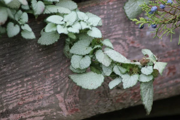 Kvist Fläckig Jasnotka Med Silverblad Hänger Från Träbård Lamium Maculatum — Stockfoto