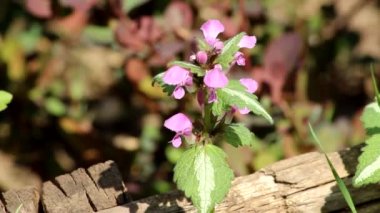 Açık pembe renkli, mor renkli ve oval yapraklı, kenarı testere kenarlı jasnotka. Lamium maculatum.