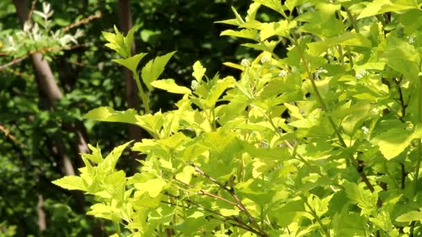 Decorative Leaved Shrub Physocarpus Opulifolius Dart Gold Bright Golden Leaves — Stock Video