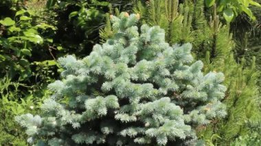 Cüce ladin açık mavi büyümesi. Picea pungens Glauca Globosa.