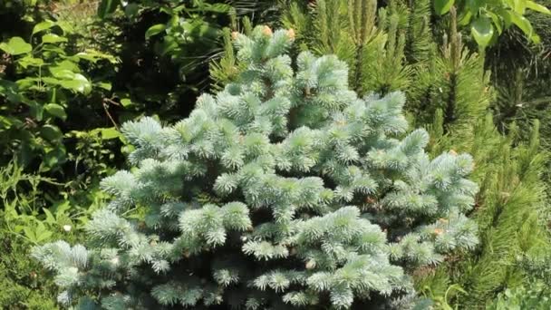 Crecimiento Azul Claro Abeto Enano Picea Pungens Glauca Globosa — Vídeo de stock