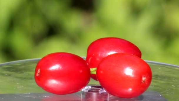 Bagas Dogwood Vermelho Girar 360 Graus Contra Fundo Folhagem Verde — Vídeo de Stock