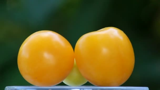 Los Frutos Ciruela Cereza Silvestre Son Color Verde Claro Los — Vídeo de stock