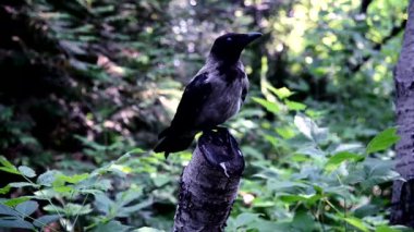 Gri bir karga ağaçların gölgesinde bir kütükte oturuyor..