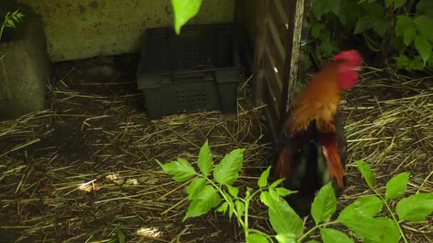 Ένας Κόκορας Της Φυλής Maran Κινείται Μεγαλοπρεπώς Γύρω Από Φάρμα — Αρχείο Βίντεο