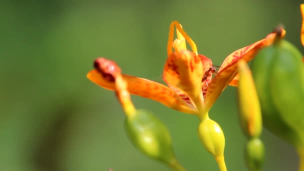 Yellow Orange Belamkanda Flower Gray Sand Ants Formica Cinerea — Stock Video