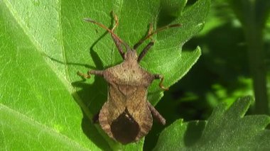 Bir tahtakurusu açık bir bahçede yeşil bir yaprağın üzerinde oturuyor. Coreus marginatus