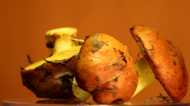 Suillus Luteus Frische Pilze Drehen Sich 360 Grad — Stockvideo