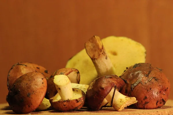 Suillus luteus taze mantarları masada. Çam iğneleri yağlı yüzeye yapışmış..