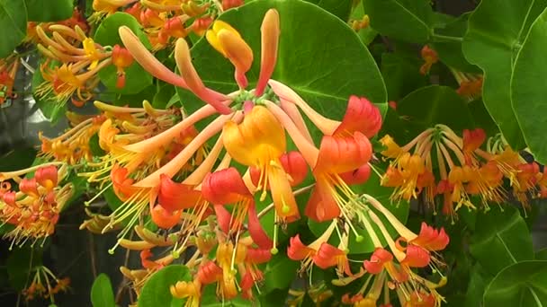 Flores Oro Anaranjado Madreselva Thelman Lonicera Tellmaniana — Vídeo de stock
