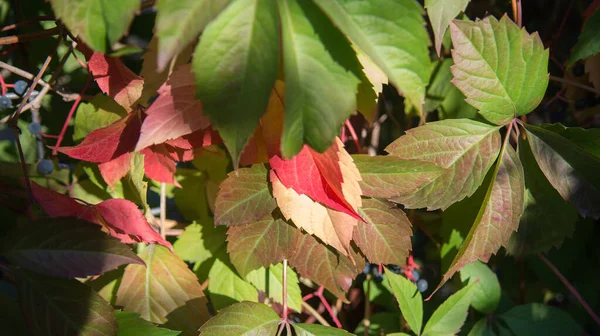 Bakire üzümünün yaprakları sonbahar renklerine dönüşmeye başladı.
