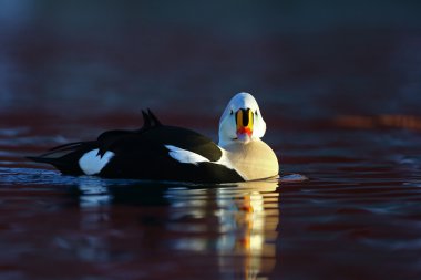 Kral eider bakıyorsun