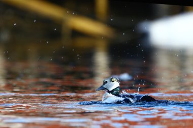 Steller's eider dalış