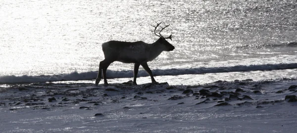 Silhouette of reindeer close to the sea — Stock Photo, Image