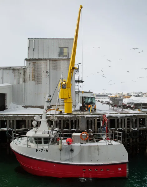 Vardo Norwegen März 2016 Kran Entlädt Fische Vom Schiff Norwegen — Stockfoto