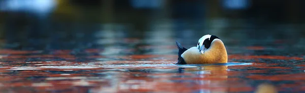 Edredone Steller Pavoneggiarsi Acqua — Foto Stock