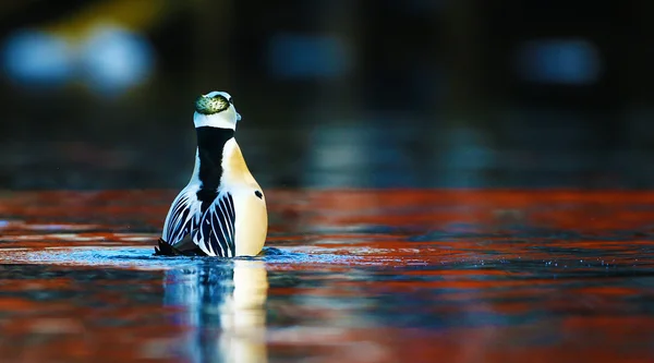 Steller's eider Kur dans — Stok fotoğraf