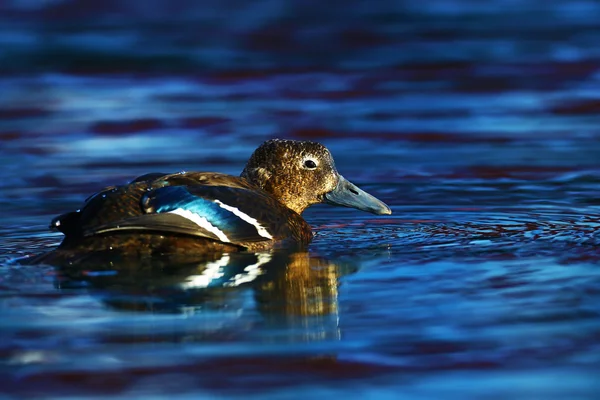 Eider femmina di Steller — Foto Stock