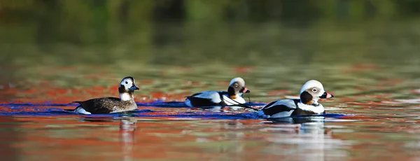 Lång Tailed Ducks Och Magiska Reflektioner Vatten Varangerhalvön Norge — Stockfoto