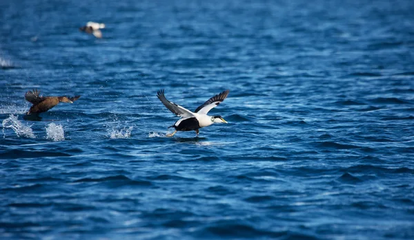 Coppia Eiders Comuni Volo — Foto Stock