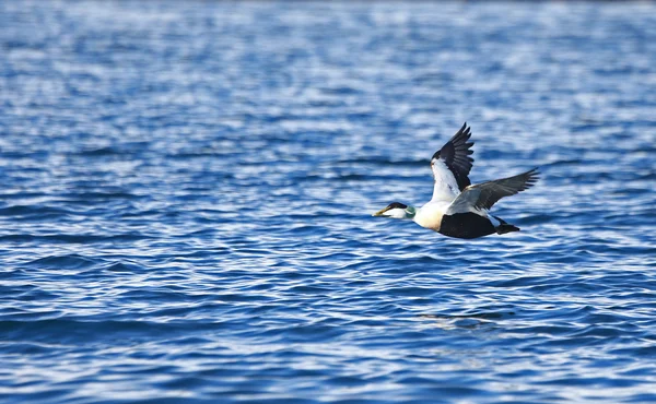 Eider Comune Volo — Foto Stock