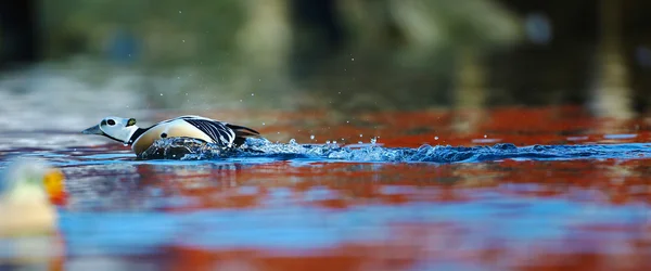 Eider de Steller corriendo a perseguir a un rival — Foto de Stock