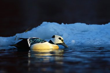 Steller's eider ve küçük buzdağı