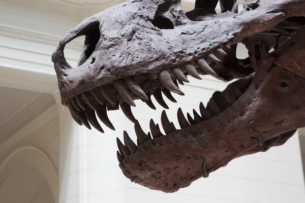 Mond Van Tyrannosaurus Rex Detail Van Een Skelet — Stockfoto