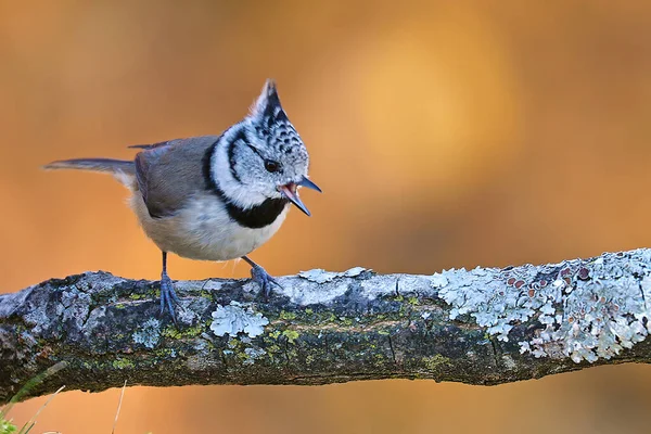 Crested Tit Bertengger Cabang — Stok Foto