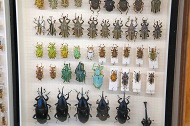 Renkli tropikal böceklerin eski örnekleri