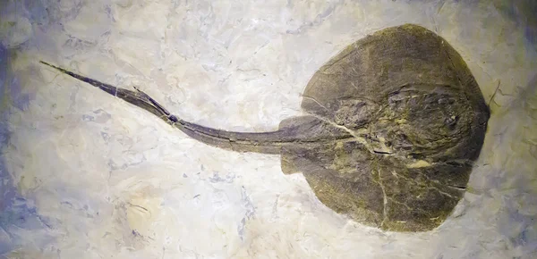 Fossiel van een pijlstaartrog — Stockfoto