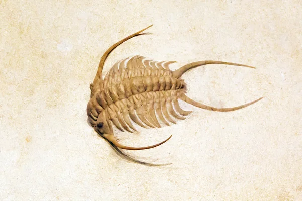 Wonderful fossil of a strange crustacean — Stock Photo, Image