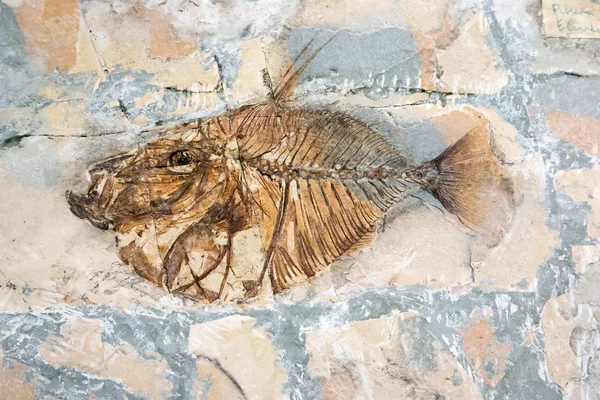 Fossilized fish — Stock Photo, Image