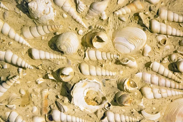 Versteinerte Muscheln auf Stein — Stockfoto