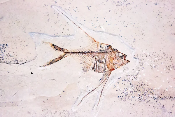 Strange fossil of fish — Stock Photo, Image