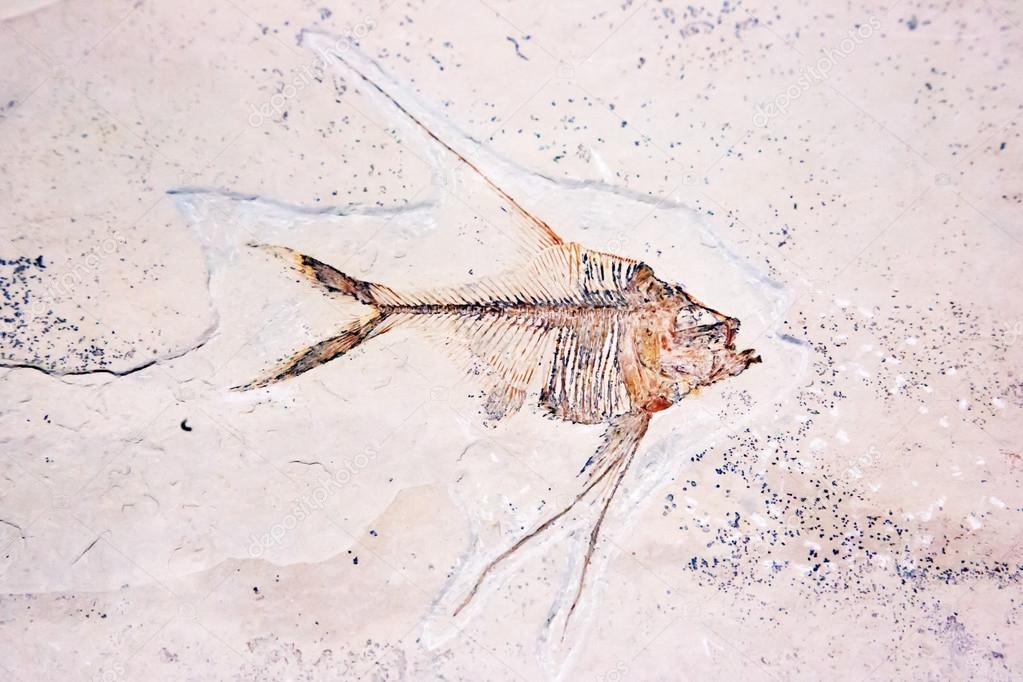 Strange fossil of fish
