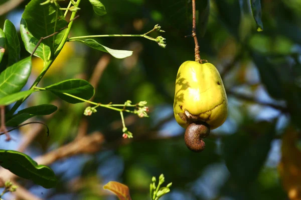 Cashew fruit on the tree