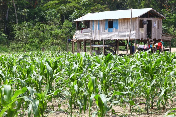 Kleine boerderij op rivier eiland van Amazon — Stockfoto