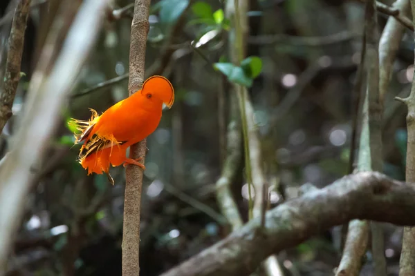 Guianan Cock-of-the-rock — Stockfoto