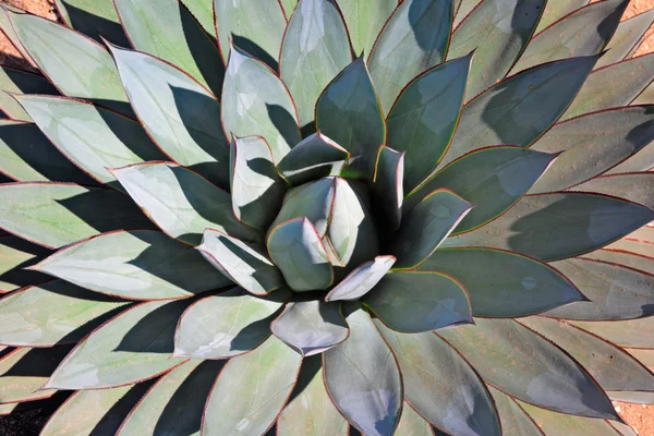 Agave närbild porträtt — Stockfoto