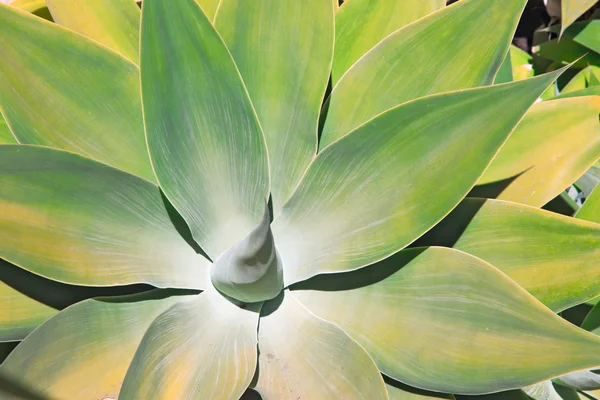 Agave schoonheid bladeren — Stockfoto