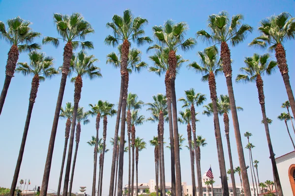 Plantação de palmas e céu azul — Fotografia de Stock